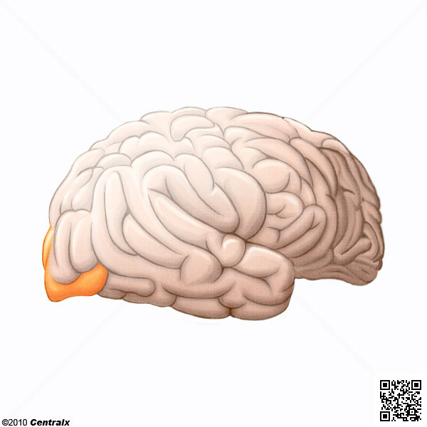 Occipital Lobe