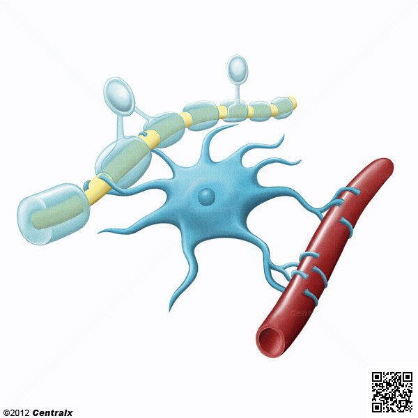 Neuroglia