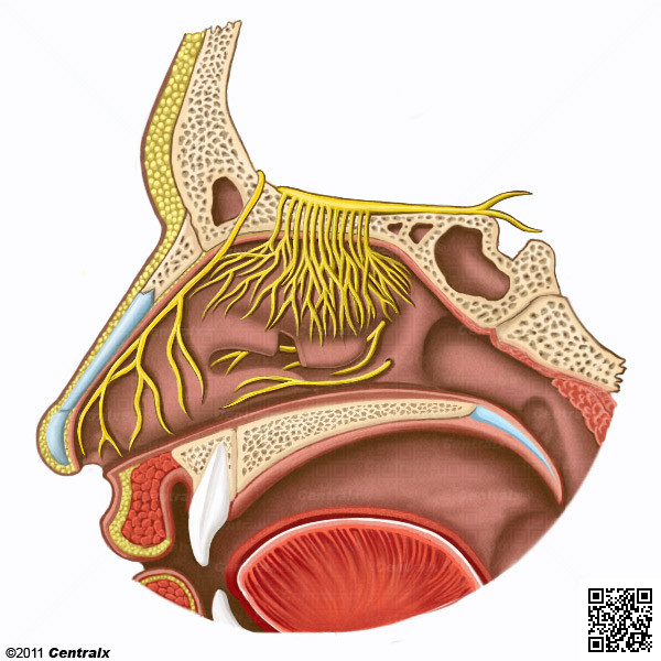 Olfactory Nerve