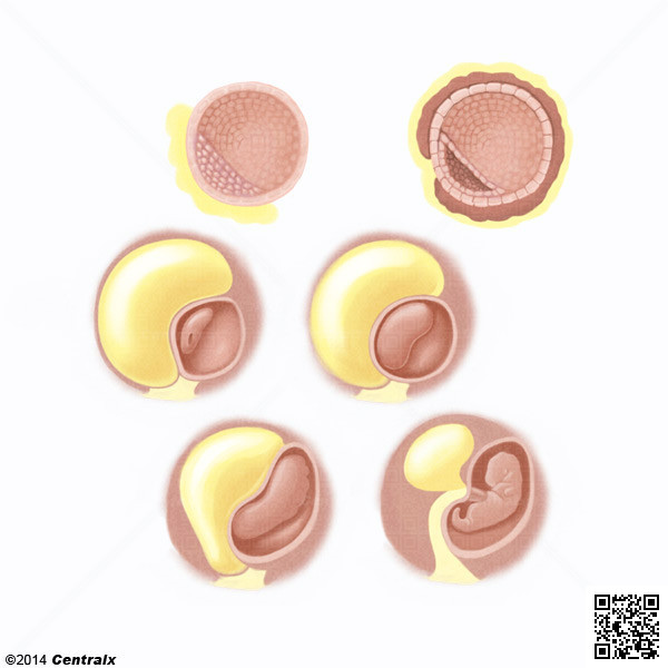 Organizers, Embryonic