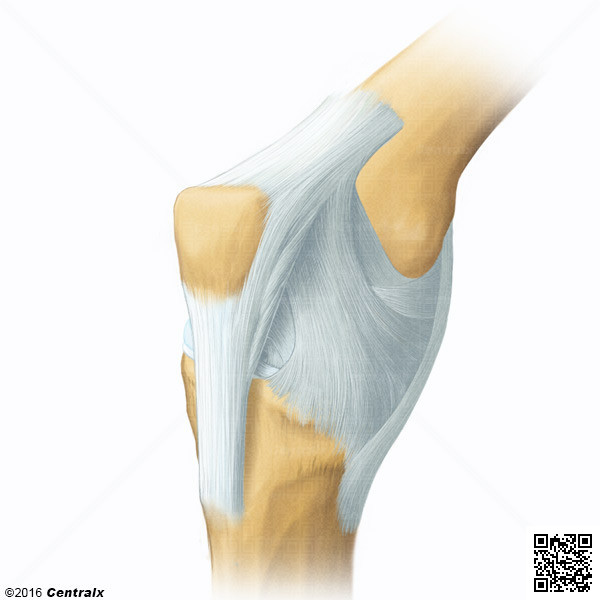 Patella