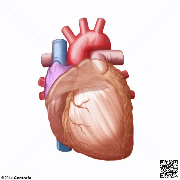 Pericardium