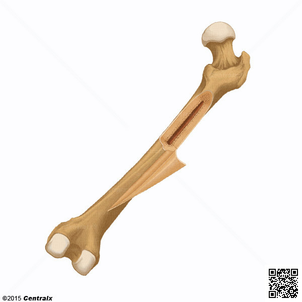 Periosteum