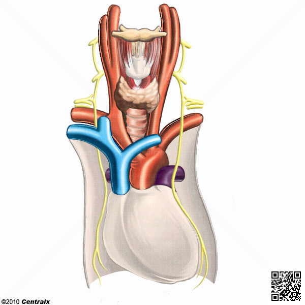 Phrenic Nerve