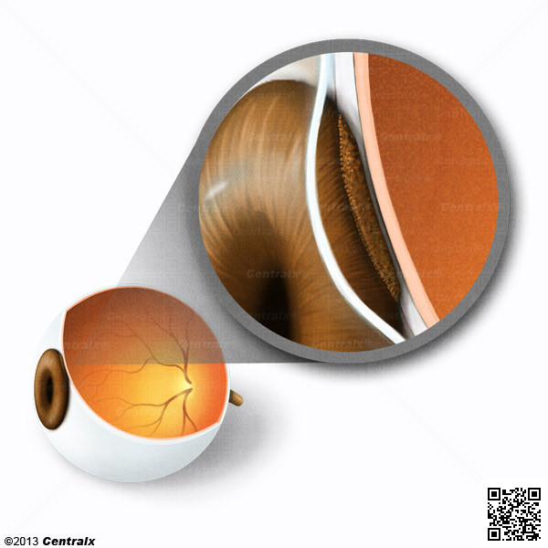 Pigment Epithelium of Eye