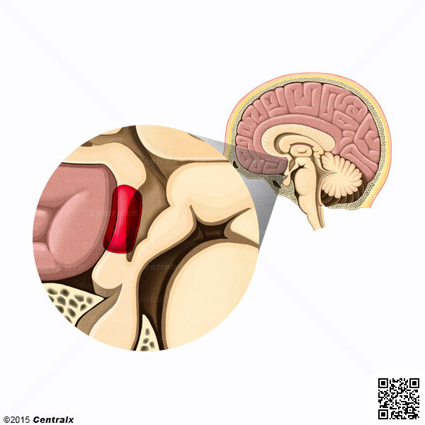 Preoptic Area