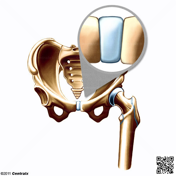 Pubic Symphysis