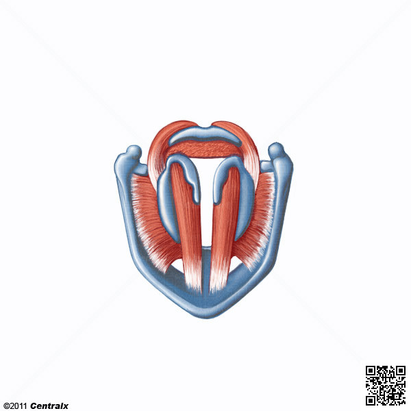 Laryngeal Muscles