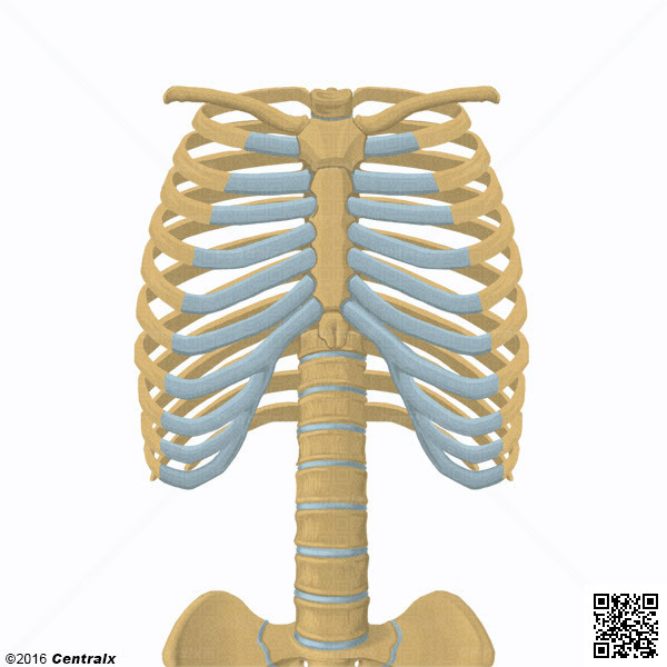Ribs