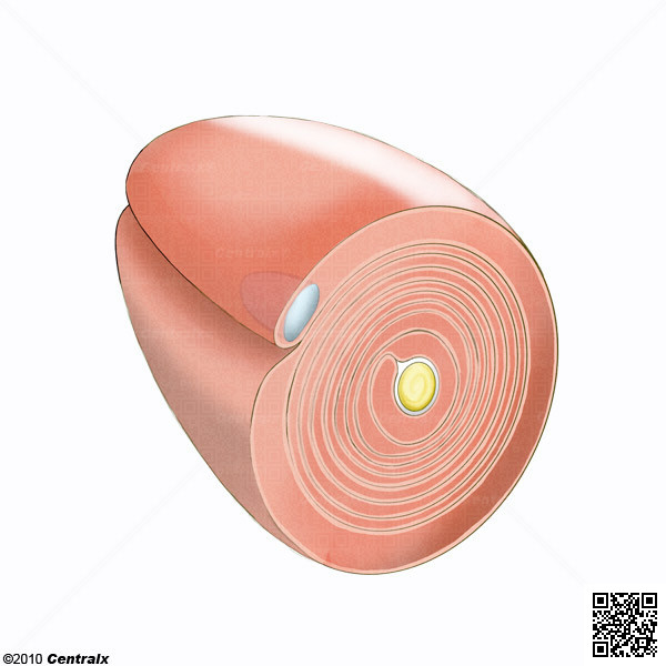 Schwann Cells