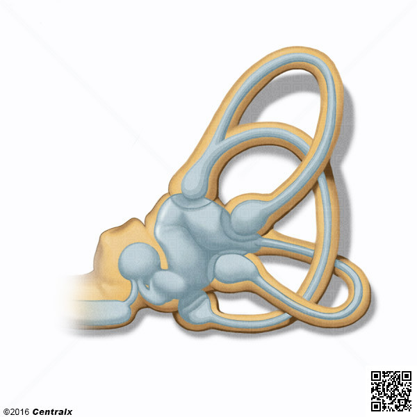 Semicircular Canals