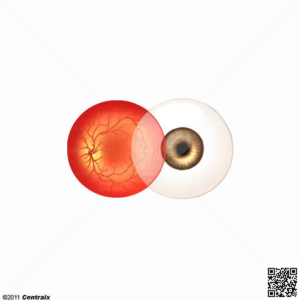 Anterior Eye Segment