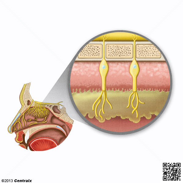 Olfactory Mucosa