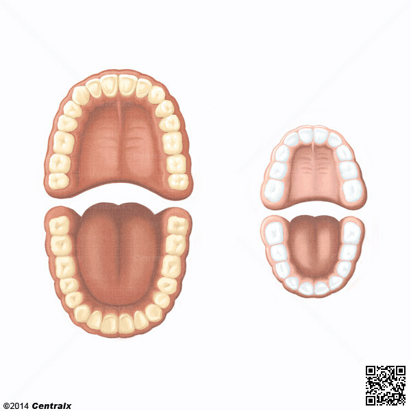 Dental Arch
