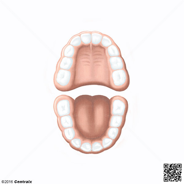 Dentition, Primary