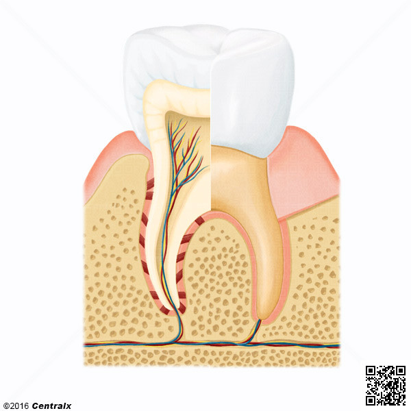 Tooth Components