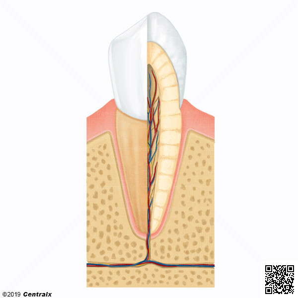 Tooth Root
