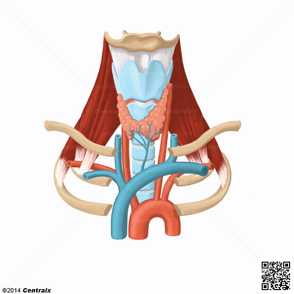 Subclavian Artery