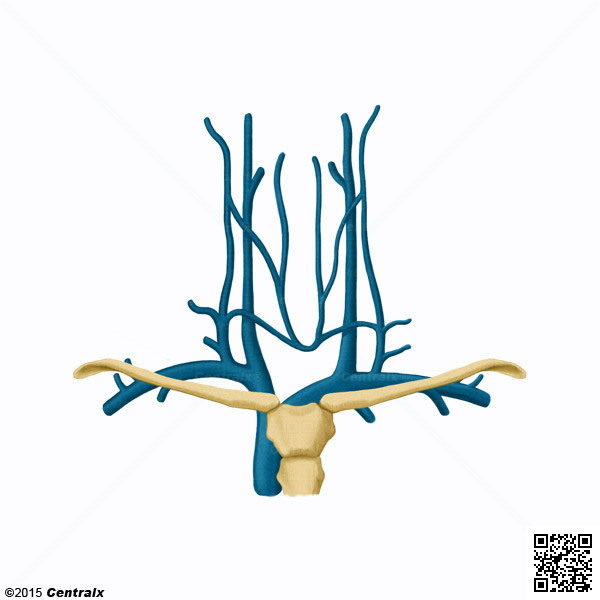 Subclavian Vein