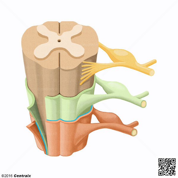 Subdural Space