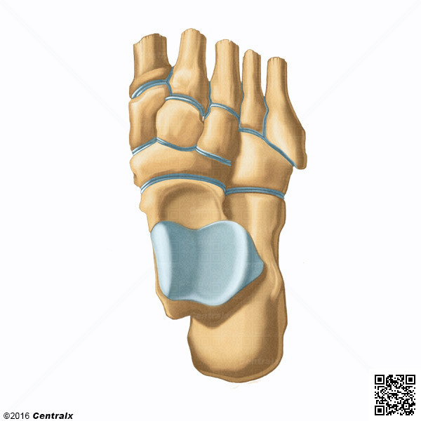 Tarsal Joints