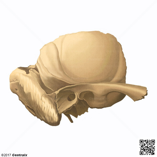 Temporal Bone