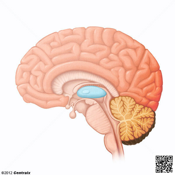 Thalamus