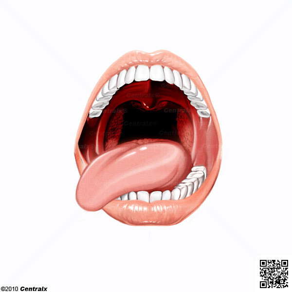 Tonsil