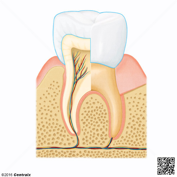 Tooth Crown