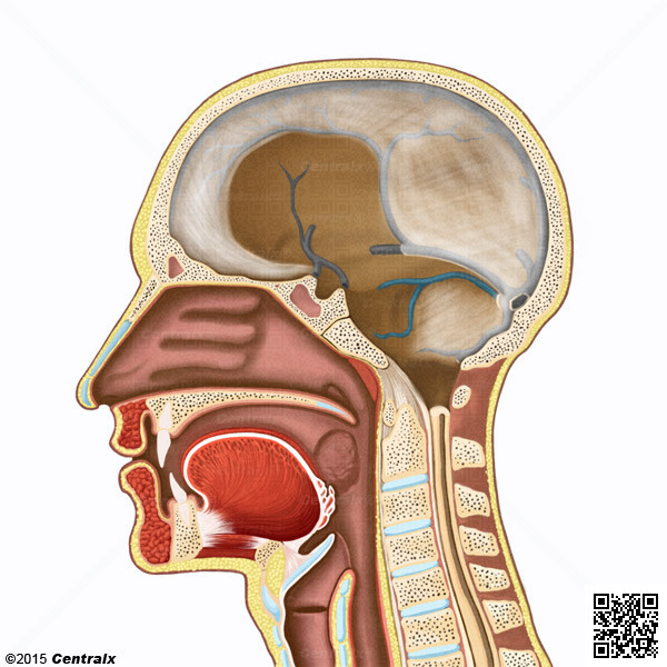 Transverse Sinuses