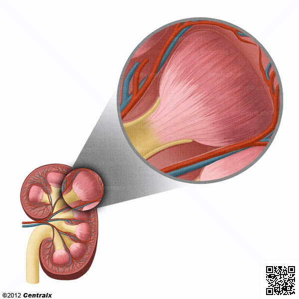 Kidney Medulla