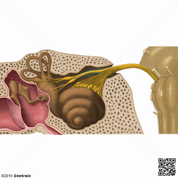 Vestibular Nerve