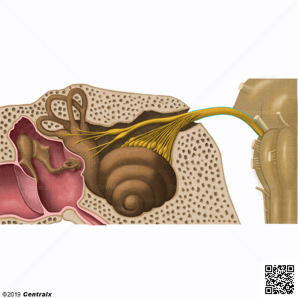Vestibulocochlear Nerve
