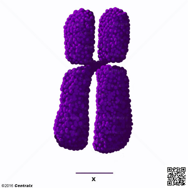 X Chromosome