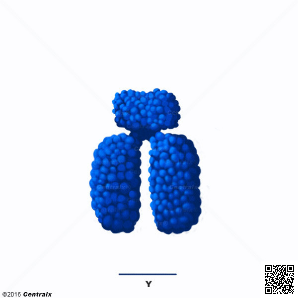 Y Chromosome