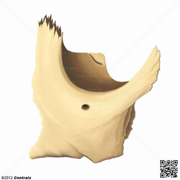 Zygoma