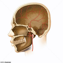 Meningeal Arteries