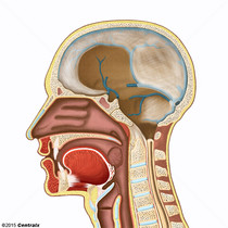 Superior Sagittal Sinus