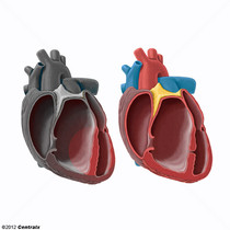 Heart Septum