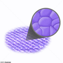 Purple Membrane