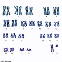 Chromosomes, Human