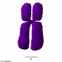 X Chromosome