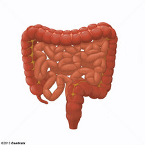 Lower Gastrointestinal Tract