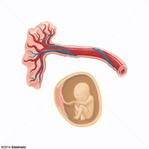 Umbilical Arteries