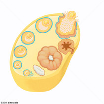 Ovarian Follicle
