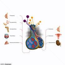 Hypothalamo-Hypophyseal System