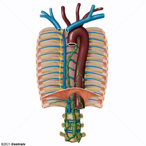 Thoracic Duct