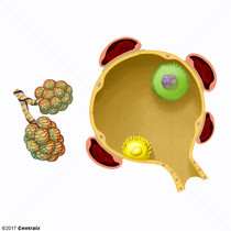 Macrophages, Alveolar