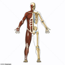 Musculoskeletal System
