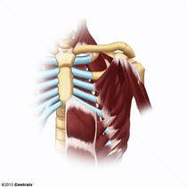 Intercostal Muscles